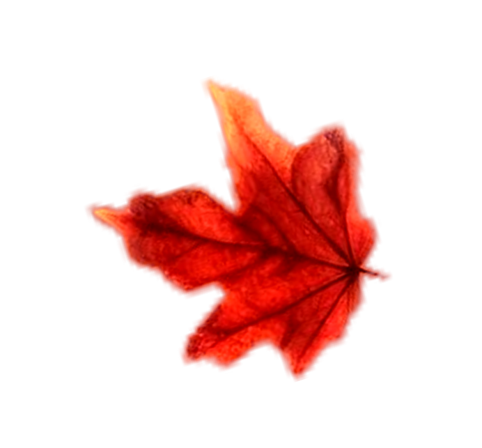 leaf-momiji